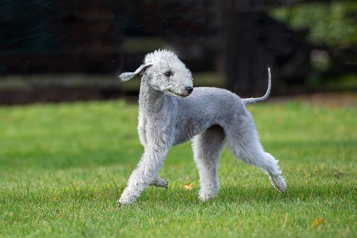 Bedlington Terrier